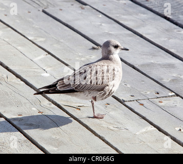 American Herring Gull or Smithsonian Gull (Larus smithsonianus, Larus argentatus), juvenile, Atlin Lake, British Columbia, BC Stock Photo