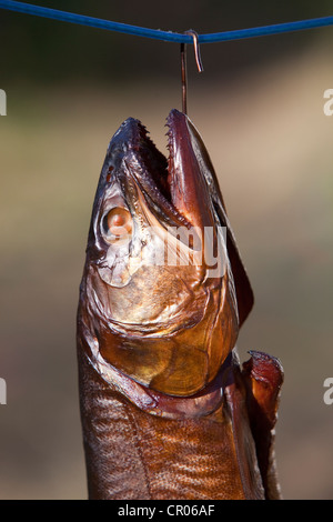 Smoked fish, Lake trout (Salvelinus namaycush) Stock Photo