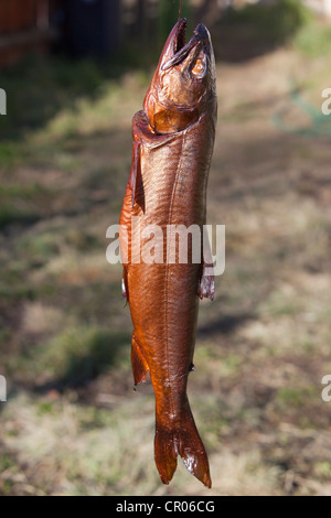 Smoked fish, Lake Trout (Salvelinus namaycush), Yukon Territory, Canada Stock Photo