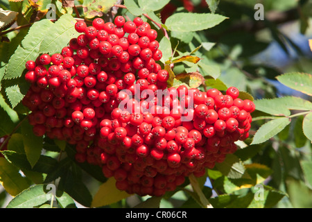 Fruit of Sitka or Western Mountain ash (Sorbus sitchensis), southeast Alaska, USA Stock Photo