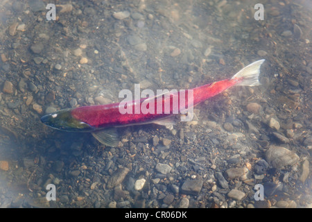Spawning female Sockeye salmon (Oncorhynchus nerka), Klukshu River, at Historic Klukshu First Nation fish camp Stock Photo