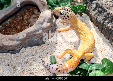 Leopard Gecko (Eublepharis Macularius) bread and photographed in captivity in lincolnshire, England, UK Stock Photo