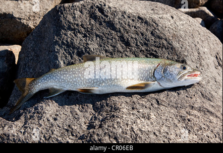 Man spin fishing, fighting a fish, Kusawa Lake, mountains behind, Indian  summer, leaves in fall colours, autumn, Yukon Territory Stock Photo - Alamy