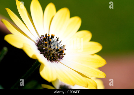 Osteospermum 'Sunny Amanda'  also known as African daisy, photographed outside utilizing natural light. Stock Photo