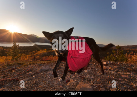 Pack dog, sled dog, Alaskan Husky with back pack, Fish Lake behind, fall colours, Indian Summer, Yukon Territory, Canada Stock Photo