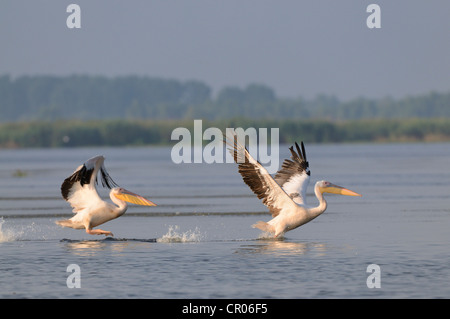 Great white pelicans (Pelecanus onocrotalus), Danube Delta, Murighiol, Romania, Europe Stock Photo