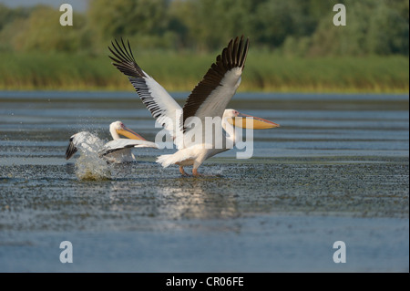 Great white pelicans (Pelecanus onocrotalus), Danube Delta, Murighiol, Romania, Europe Stock Photo