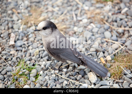 Gray Jay, also Grey Jay, Canada Jay, or Whiskey Jack (Perisoreus canadensis), Yukon Territory, Canada Stock Photo