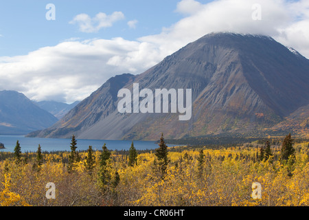 Indian Summer, leaves in fall colours, Kathleen Lake, St, Elias Mountains, Kluane National Park and Reserve, Yukon Territory Stock Photo