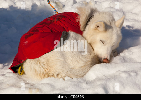 White sled dog with dog coat resting, sleeping in snow and sun, curled up, stake out cable, Alaskan Husky, Yukon Territory Stock Photo