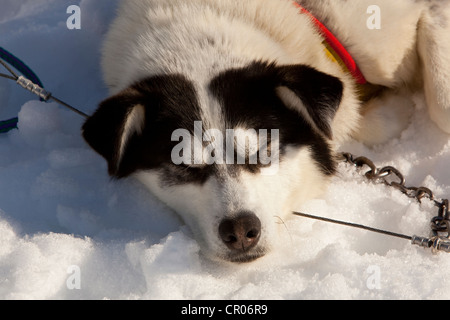 Portrait of sled dog resting, sleeping in snow and sun, Alaskan Husky, Yukon Territory, Canada Stock Photo