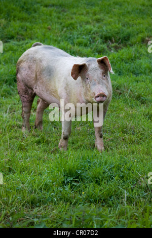 Domestic pig (Sus domesticus / Sus scrofa domesticus) portrait in field, Belgium Stock Photo