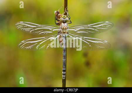 Large Emperor Dragonfly (Anax imperator), freshly hatched, still drying and not fully coloured, Bavaria, Germany, Europe Stock Photo