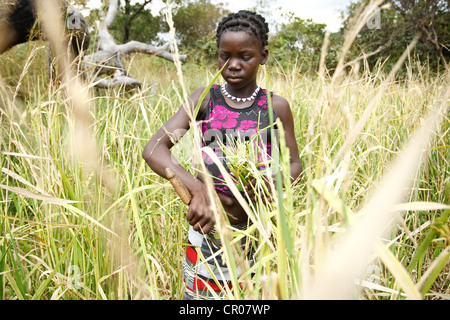 Kambou Tangba, 17, works in a rice field in the village of Kirkpadouo, Zanzan region, Cote d'Ivoire Stock Photo