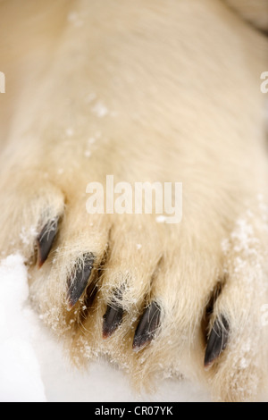 Polar bear (Ursus maritimus) along Hudson Bay shoreline, Seal River Heritage Lodge, Churchill Manitoba, Canada Stock Photo