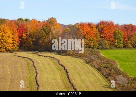 Hayfield being harvested in autumn, Abercorn, Quebec, Canada Stock Photo