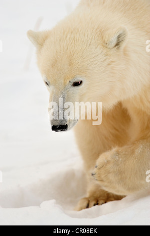 Polar bear (Ursus maritimus) along Hudson Bay shoreline, Seal River Heritage Lodge, Churchill Manitoba, Canada Stock Photo