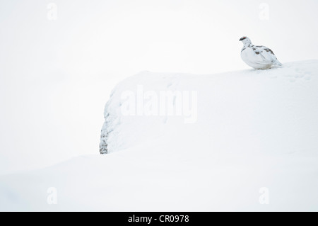 Rock ptarmigan (Lagopus mutus) adult male in winter plumage, in snowy mountain landscape. Cairngorms National Park, Scotland. Stock Photo