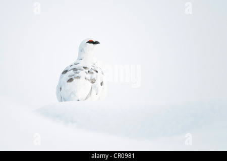 Rock ptarmigan (Lagopus mutus) adult male in winter plumage, in snowy mountain landscape. Cairngorms National Park, Scotland. Stock Photo