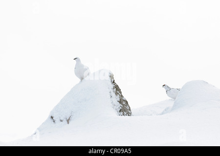 Rock ptarmigan (Lagopus mutus) adult male and female in winter plumage, in snowy mountain landscape. Cairngorms National Park. Stock Photo