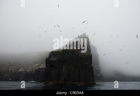 Rookery of albatross nesting on cliff Stock Photo