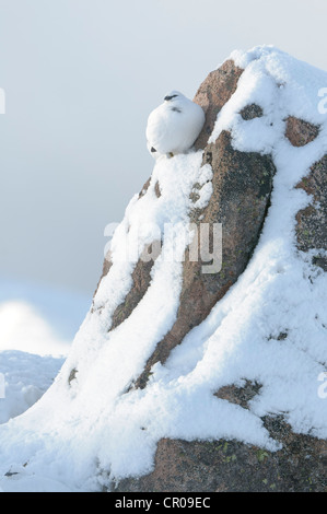 Rock ptarmigan (Lagopus mutus) adult female in winter plumage, in snowy mountain landscape. Cairngorms National Park, Scotland. Stock Photo