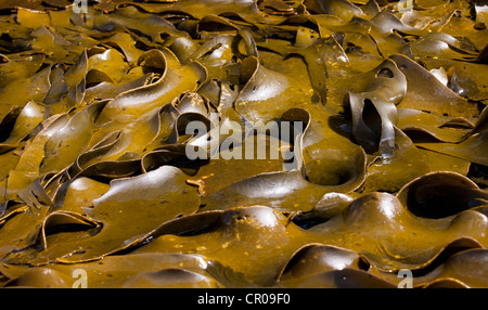 Close up of pile of bull kelp Stock Photo