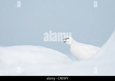 Rock ptarmigan (Lagopus mutus) adult female in winter plumage, in snowy mountain landscape. Cairngorms National Park, Scotland. Stock Photo