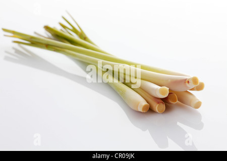 Lemon Grass (Cymbopogon citratus)