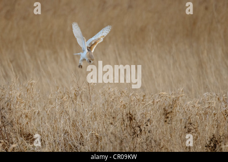 Barn owl (Tyto alba) adult hunting over 'conversation margin' on farmland in Norfolk. March. Stock Photo