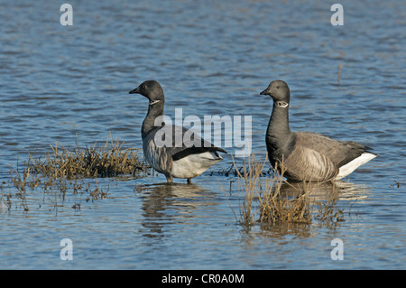 Pair of dark-bellied brent geese (Branta bernicla bernicla) on flooded saltmarsh at high water on the Wash, Norfolk. March. Stock Photo