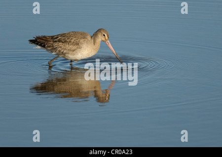 Black-tailed godwit (Limosa limosa) adult in winter plumage feeding in shallow lagoon on north Norfolk coast. March. Stock Photo