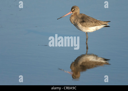 Black-tailed godwit (Limosa limosa) adult in winter plumage standing in shallow lagoon on north Norfolk coast. March. Stock Photo