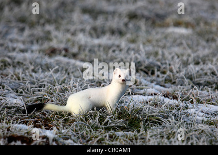 Ermine (Mustela erminea) in its winter coat on a hoarfrost-covered meadow, Allgaeu, Bavaria, Germany, Europe Stock Photo