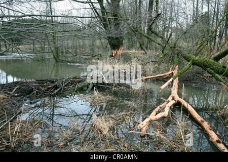 Beaver dam with gnawed Goat Willow (Salix caprea) in a pond, Allgaeu, Bavaria, Germany, Europe Stock Photo