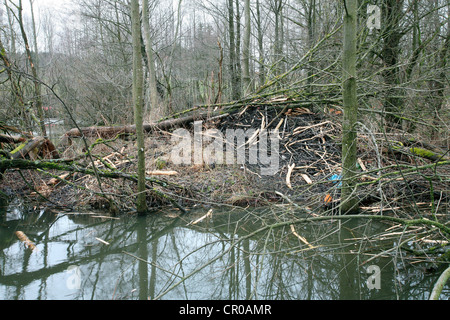 Beaver dam in a pond, Allgaeu, Bavaria, Germany, Europe Stock Photo