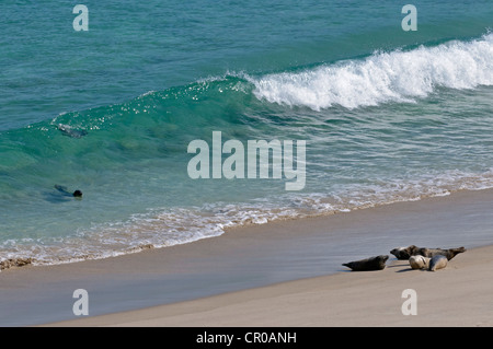 Atlantic grey seals (Halichoerus grypus) surfing on to beach. Western Isles, Scotland. June. Stock Photo