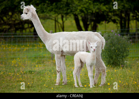 Alpacas at Town End Farm near Kendal in the Lake District National Park, Cumbria, UK Stock Photo