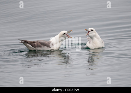 Northern fulmar (Fulmarus glacialis) two adults in cackling display on sea. Western Isles, Scotland. May. Stock Photo