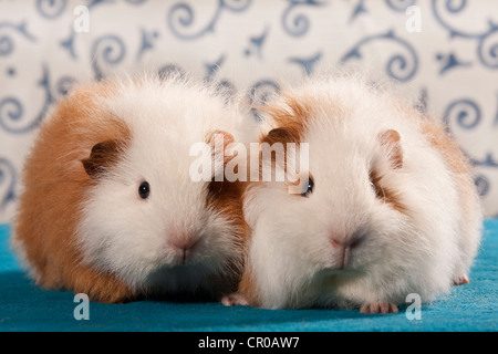 Two Swiss Teddy guinea pigs, pedigree guinea pigs Stock Photo