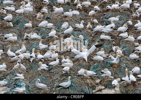 Nesting colony of northern gannets (Morus bassanus) at Muckle Flugga in the Shetland Isles, with polypropylene as nest material.