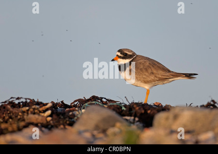 Ringed plover (Charadrius hiaticula) adult in breeding plumage on shingle beach in evening light, surrounded by sand flies. Stock Photo