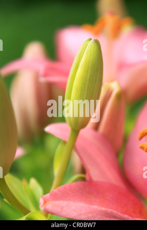 Closed bud of a pink Asiatic Lily in a green garden Stock Photo