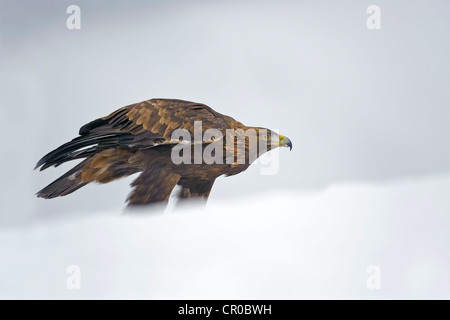 Golden eagle (Aquila chrysaetos) adult in snowy landscape. Cairngorms National Park, Scotland. Captive (falconer's) bird. Stock Photo