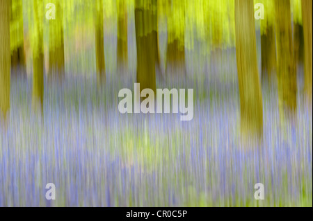 Photographic impression of bluebell woodland in spring. Ashridge Forest in Hertfordshire, England. May. Stock Photo