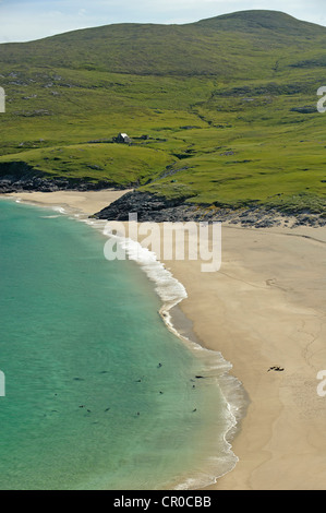 Atlantic grey seals (Halichoerus grypus) coming ashore on beach at island of Mingulay, Western Isles, Scotland. June. Stock Photo