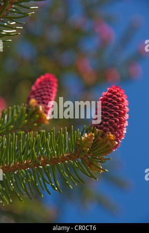 Norway spruce (Picea abies), female inflorescences, Burgkwald forest near Karolinenfield, eastern Thuringia, Germany, Europe Stock Photo