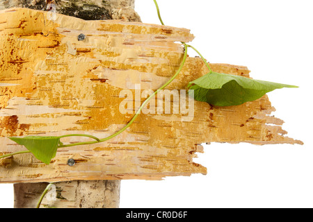 Signboard from birch cork isolated on white Stock Photo