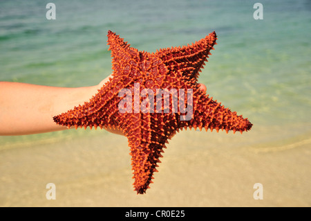 Red cushion sea star (Oreaster reticulatus), protected species, Playa Ancon beach, near Trinidad, Cuba, Caribbean Stock Photo