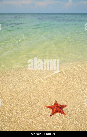 Red cushion sea star (Oreaster reticulatus), protected species, Playa Ancon beach, near Trinidad, Cuba, Caribbean Stock Photo